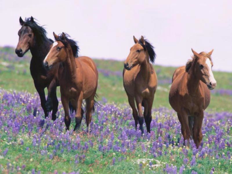 7art Graceful Horses ScreenSaver Screenshot
